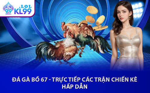 Đá Gà Bồ 67 - Trực Tiếp Các Trận Chiến Kê Hấp Dẫn