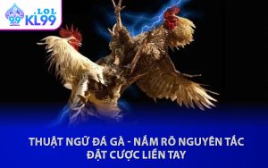 Thuật Ngữ Đá Gà - Nắm Rõ Nguyên Tắc Đặt Cược Liền Tay